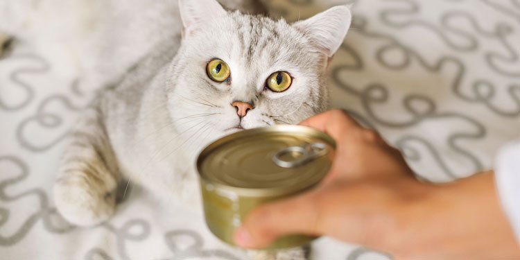 Makanan Basah Kucing Sebaiknya Disimpan Dimana?