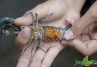 Cara Membedakan Lobster Jantan dan Betina: Panduan Lengkap