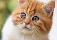 Makanan yang Cocok untuk Kucing Persia: Panduan Lengkap