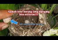 Apakah Telur Burung Dara Boleh Dipégang?