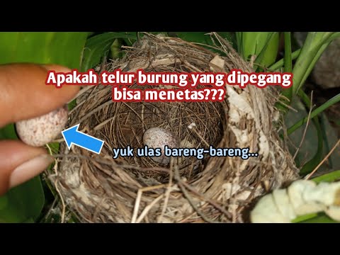 Apakah Telur Burung Dara Boleh Dipégang?