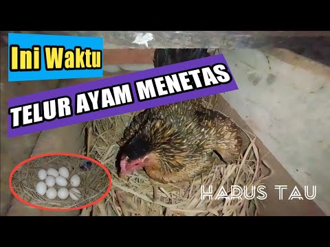 Berapa Hari Telur Ayam Menetas?