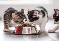 Ciri-Ciri Whiskas Basi: Cara Mengenali Makanan Kucing yang Sudah Kadaluarsa