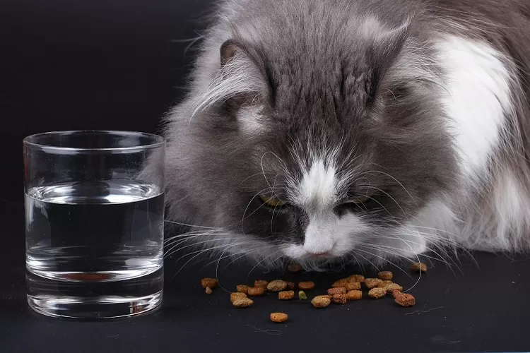 Makanan Kesukaan Kucing Anggora: Informasi Lengkap dan Rekomendasi