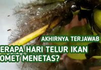 Berapa Hari Telur Ikan Komet Menetas?