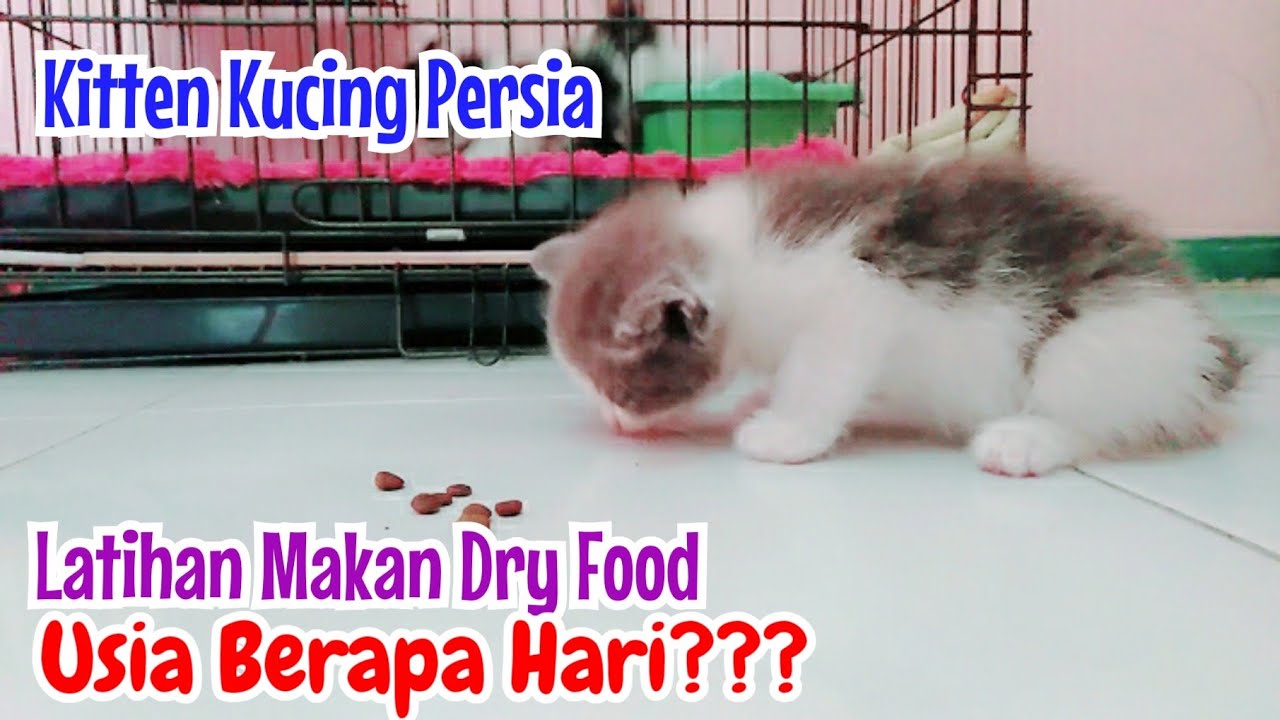 Makanan Kucing Persia Umur 1 Bulan: Panduan Lengkap