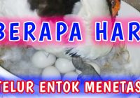 Berapa Hari Telur Entok Menetas: Informasi Lengkap tentang Proses Penetasan Telur Entok