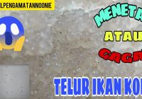 Berapa Hari Telur Ikan Koki Menetas: Panduan Lengkap