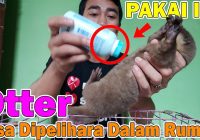 Cara Menghilangkan Bau Otter: Solusi Efektif dan Aman