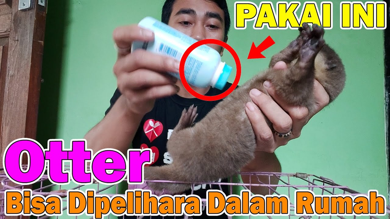 Cara Menghilangkan Bau Otter: Solusi Efektif dan Aman