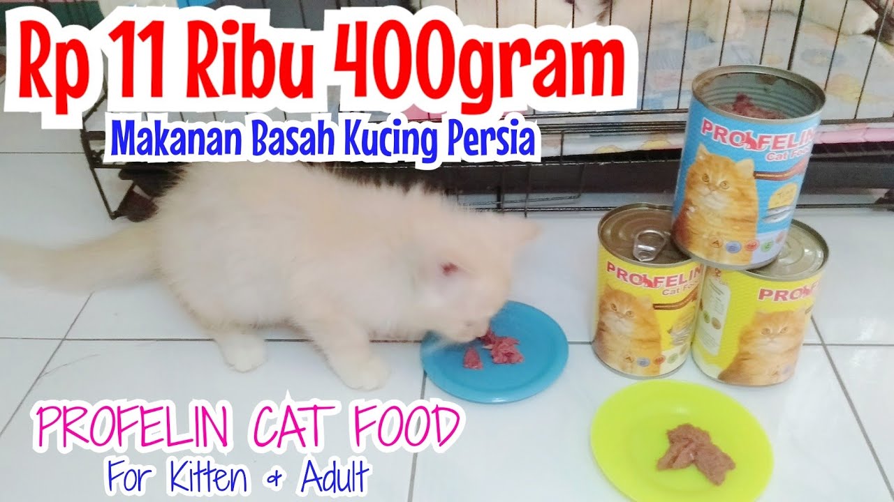 Apakah Makanan Basah Kucing Harus Disimpan di Kulkas?