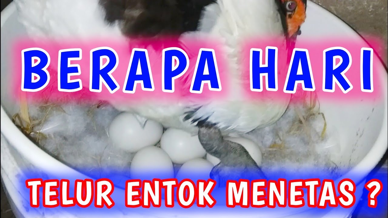 Berapa Hari Telur Entok Menetas: Informasi Lengkap tentang Proses Penetasan Telur Entok