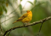 Apa Perbedaan Burung Kutilang Emas Jantan dan Betina?