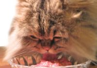 Makanan untuk Kucing Persia Umur 2 Bulan: Panduan Lengkap