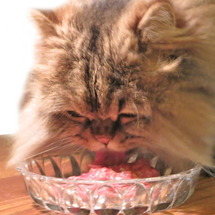 Makanan untuk Kucing Persia Umur 2 Bulan: Panduan Lengkap