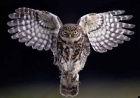 Burung Hantu Memiliki Bulu yang Lembut: Fakta dan Manfaatnya