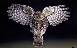 Burung Hantu Memiliki Bulu yang Lembut: Fakta dan Manfaatnya