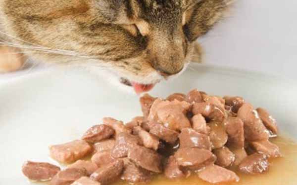 Jenis Makanan Kucing Anggora yang Tepat dan Seimbang