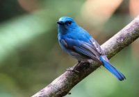 Berapa Harga Burung Selendang Biru? Informasi Lengkap dan Terupdate