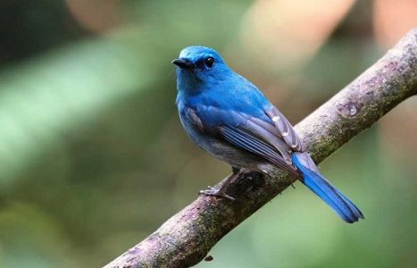 Berapa Harga Burung Selendang Biru? Informasi Lengkap dan Terupdate