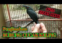 Cara Menjinakan Cucak Keling dengan Cara yang Tepat