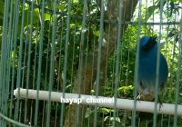 Apa Pakan Burung Sikatan Ninon? Panduan Lengkap