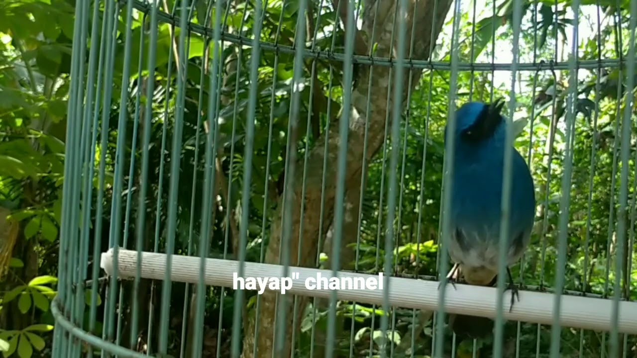 Apa Pakan Burung Sikatan Ninon? Panduan Lengkap