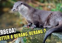 Perbedaan Otter dan Berang-Berang: Mengenal Dua Jenis Mamalia Semi-Aquatic