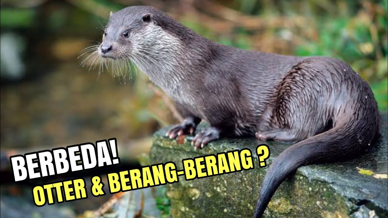 Perbedaan Otter dan Berang-Berang: Mengenal Dua Jenis Mamalia Semi-Aquatic