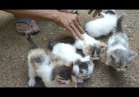 Kucing Anggora Harga 100 Ribu: Apakah Mungkin?