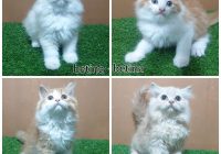 Jual Kucing Anggora Harga 100 Ribu: Informasi Lengkap dan Tips Membeli