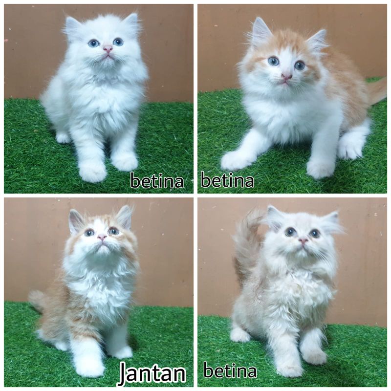 Jual Kucing Anggora Harga 100 Ribu: Informasi Lengkap dan Tips Membeli