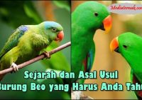 Berikut adalah artikel tentang dari mana asal burung beo dengan fokus pada keyword tersebut dan tambahan informasi yang relevan: