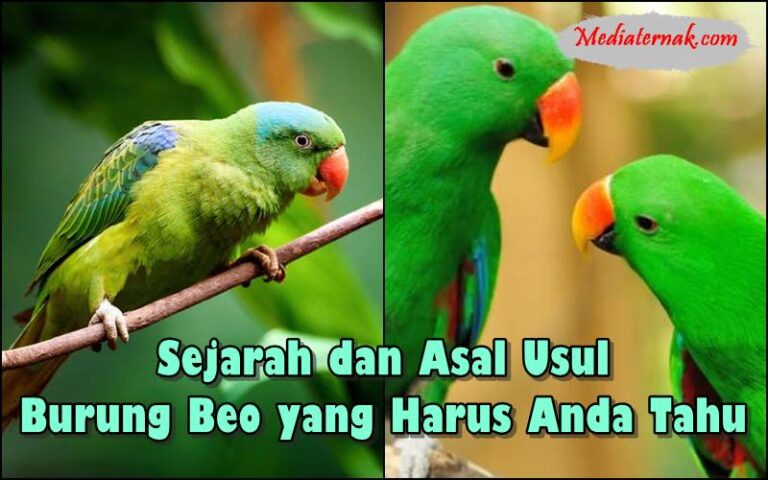 Berikut adalah artikel tentang dari mana asal burung beo dengan fokus pada keyword tersebut dan tambahan informasi yang relevan: