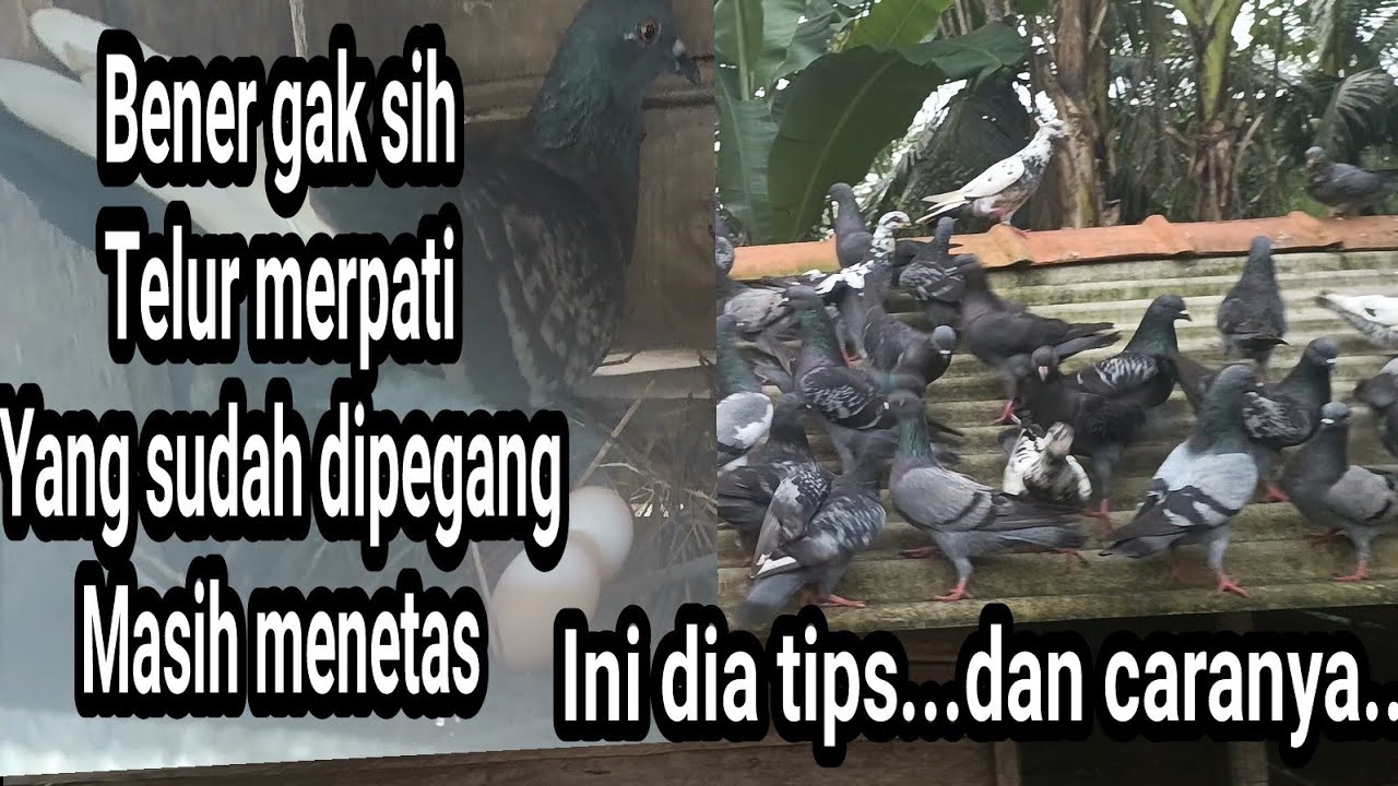 Cara Agar Telur Merpati Cepat Menetas: Tips dan Pembahasan Lengkap