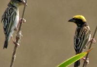 Manyar Jantan dan Betina: Perbedaan dan Karakteristik