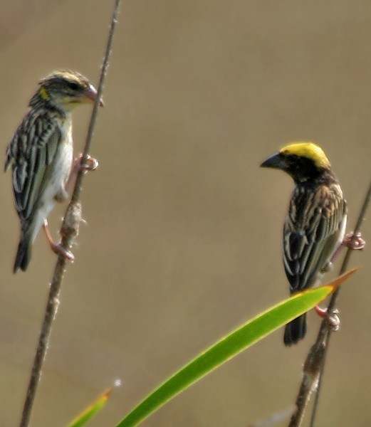 Manyar Jantan dan Betina: Perbedaan dan Karakteristik