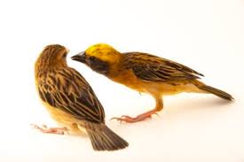 Mengenal Gambar Manyar Jantan dan Betina: Perbedaan dan Karakteristik