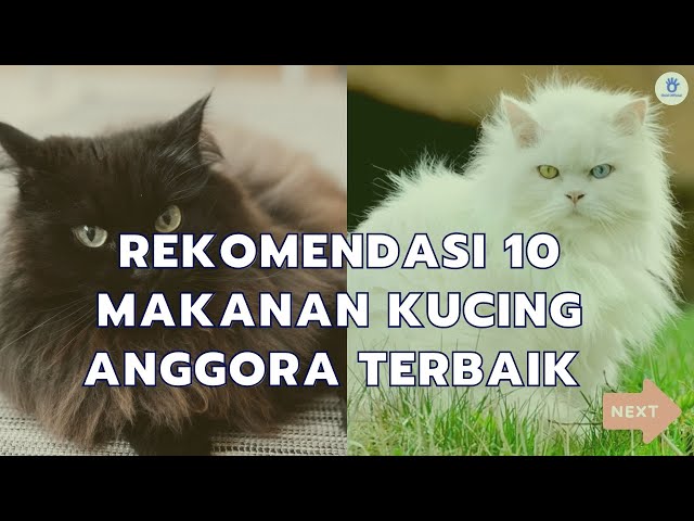 Makanan Kucing Anggora yang Bagus: Panduan Nutrisi yang Tepat