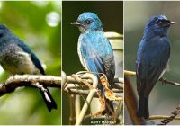 Burung Sikatan Ninon: Profil dan Informasi Lengkap