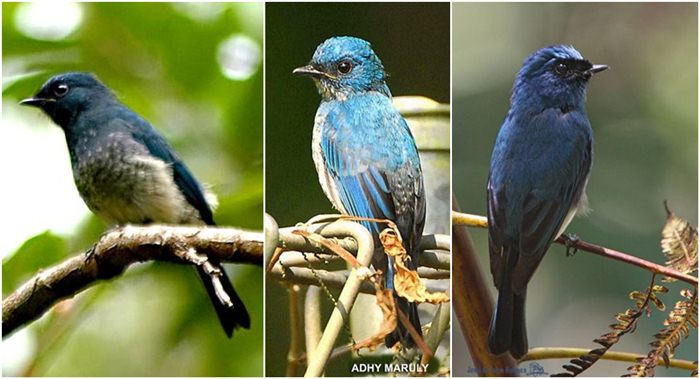 Burung Sikatan Ninon: Profil dan Informasi Lengkap