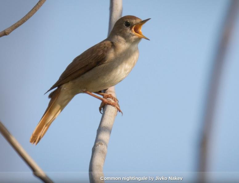 Dari Mana Asal Burung Sikatan Londo?
