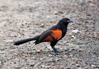 Mengenal Anakan Burung Bubut Jawa: Karakteristik, Perawatan, dan Tips Pemeliharaan