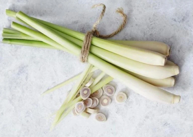 10 Tanaman Pengusir Nyamuk di Rumah yang Ampuh - Blog ruparupa