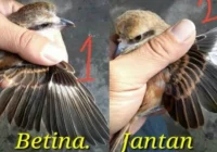 11 Perbedaan Cendet Jantan dan Betina, Mudah Ditemukan!