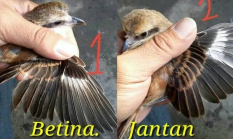 11 Perbedaan Cendet Jantan dan Betina, Mudah Ditemukan!