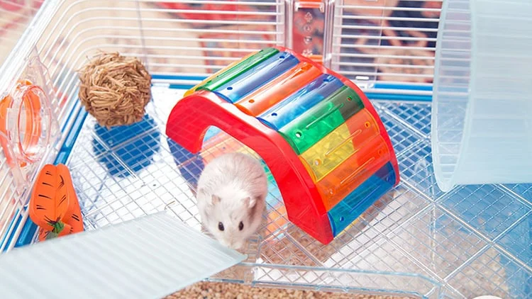 11 Rekomendasi Mainan untuk Hamster Agar Selalu Aktif dan Sehat | PintarPet
