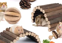 11 Rekomendasi Mainan untuk Hamster Agar Selalu Aktif dan Sehat | PintarPet