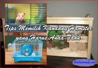 12 Tips Memilih Kandang Hamster yang Harus Anda Tahu - MediaTernak.Com