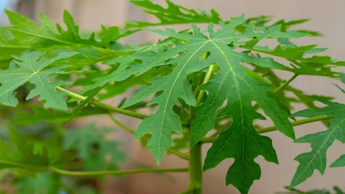 15 Manfaat Daun Pepaya Untuk Kesehatan dan Efek Sampingnya